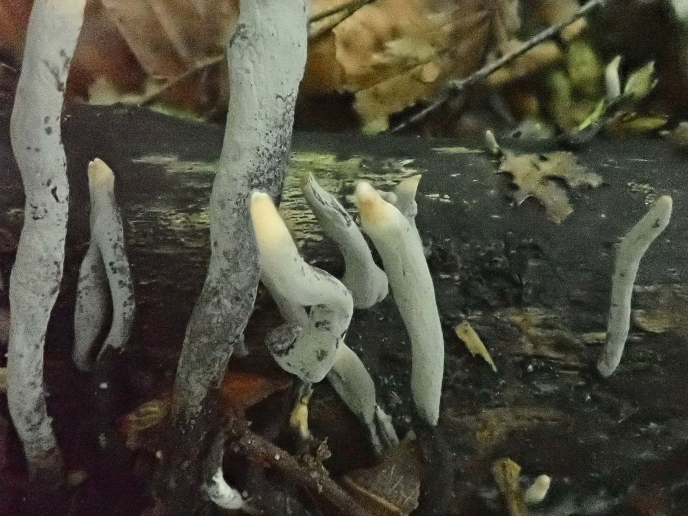 Photo by Penny Cullington Xylaria hypoxylon by Penny Cullington